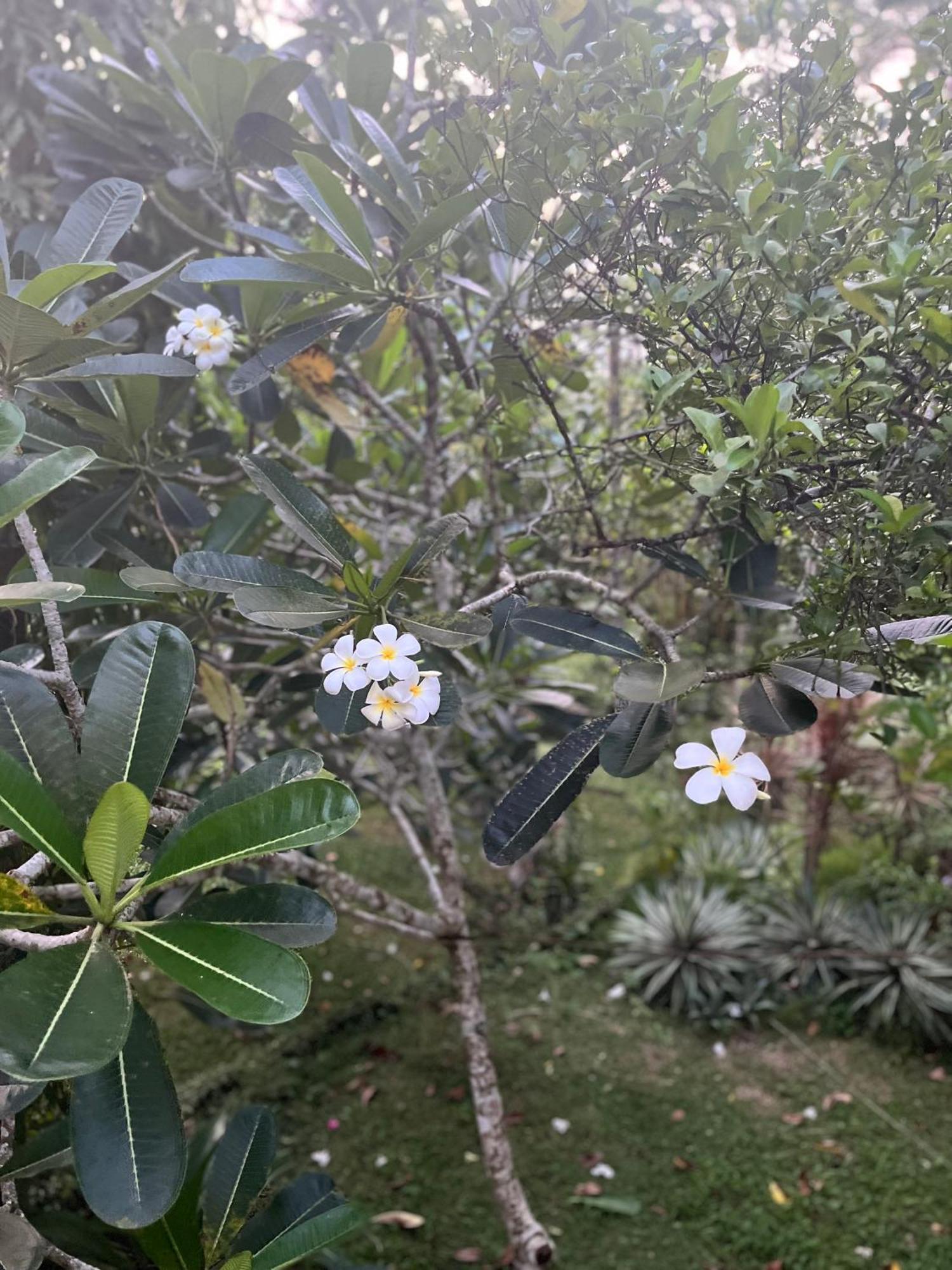 Swarnapaya résidence Bentota Esterno foto